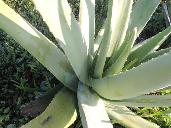 Aloe φυτο